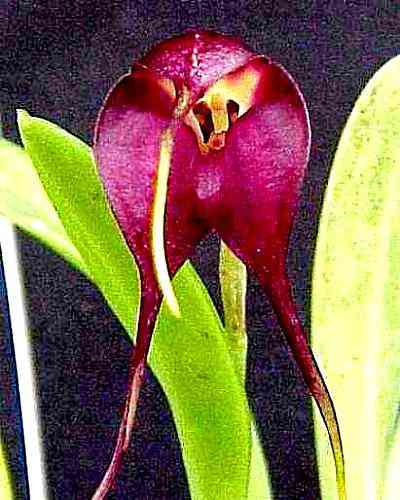 Masdevallia rolfeana